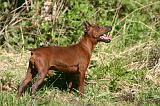 PINSCHER NAIN 097